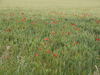 Close-up of poppies growing in field