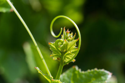 Close-up of plant growing outdoors