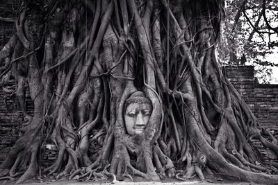 Low angle view of tree trunk