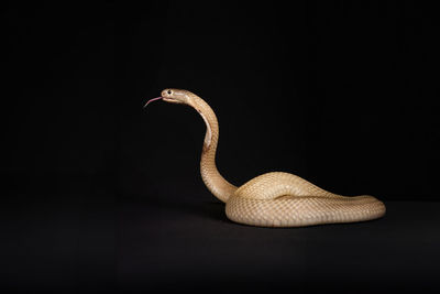 black background