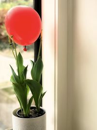 Close-up of red balloon perched on top of potted plant against window sill and wall at home.