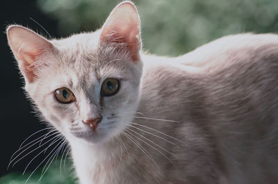 Close-up of cat