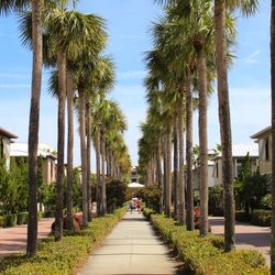 Narrow walkway along palm trees