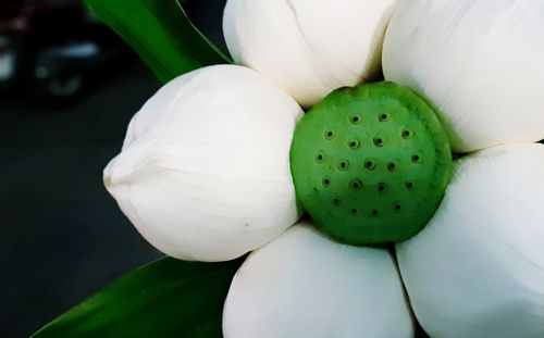 Close-up of white lotus