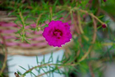 Close-up of pink flowering plant