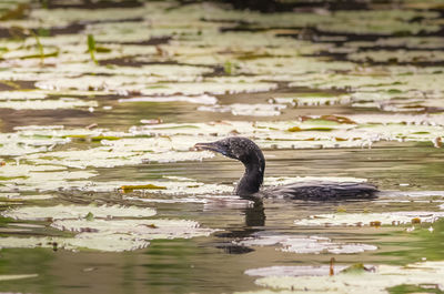 Shag swimming in lake