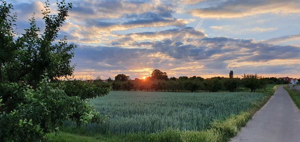 Scenic view of agricultural field against sky during sunset
