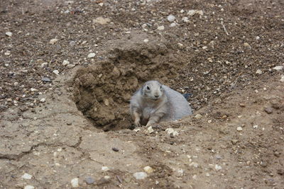 Close-up of squirrel eating food