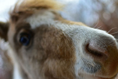 Close-up of horse