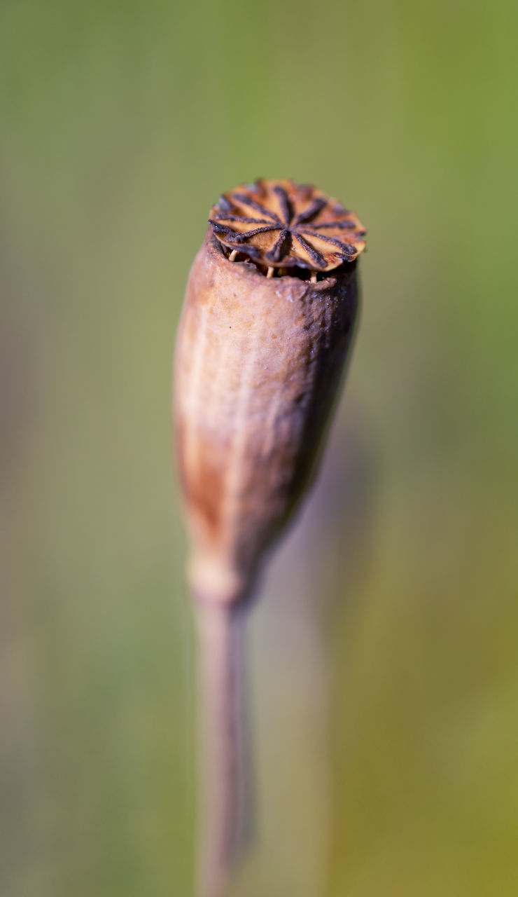 CLOSE-UP OF FLOWER