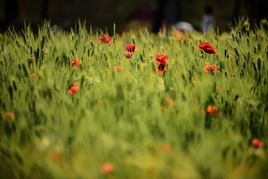 PLANTS GROWING ON FIELD