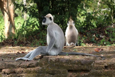 Monkeys sitting on land in forest