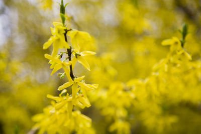 Close-up of yellow flowering plant in field