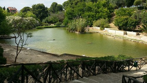 Trees in pond