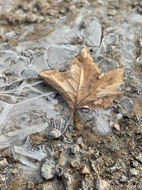 High angle view of dried autumn leaf on rock