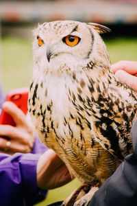 Close-up of eurasian eagle owl in zoo