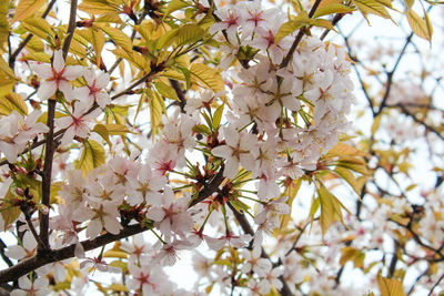 Low angle view of apple blossoms in spring