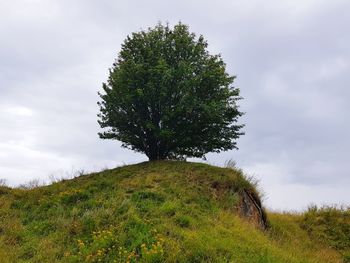 Tree on field against sky