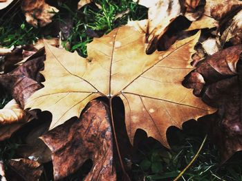 Close-up of fallen maple leaves