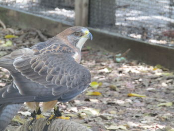 Close up of an animal