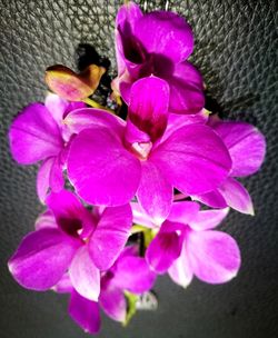 Close-up of purple iris blooming outdoors