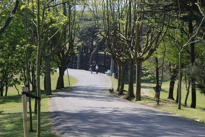 Road amidst trees