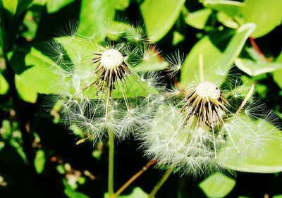 Close-up of dandelion on plant