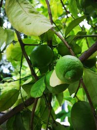 Low angle view of fruits growing on tree