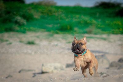 Portrait of a dog running on field