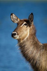Close-up of female common waterbuck beside river