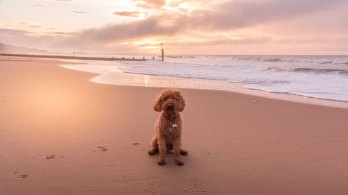 Ginger cockapoo dog sitting on the beach at sunrise