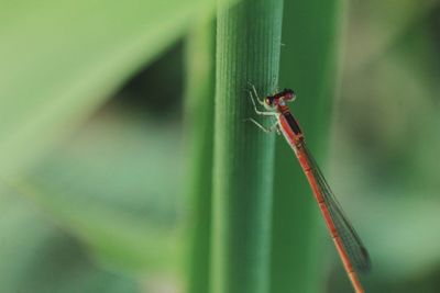 Close-up of insect on blade of grass