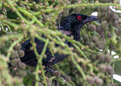 Close-up of metallic starling perching on branch