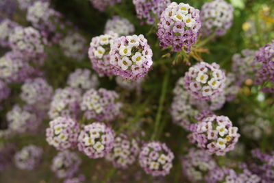 Close-up of pink flowering plant