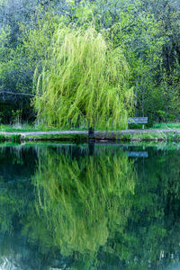 Reflection of grass in lake