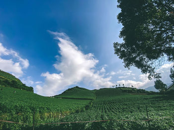 Scenic view of agricultural field against sky