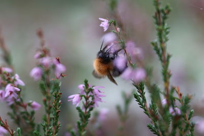 Close-up of bee pollinating on purple flower