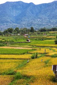 Scenic view of field against mountains