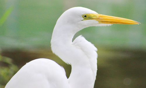Side view of great egret by lake