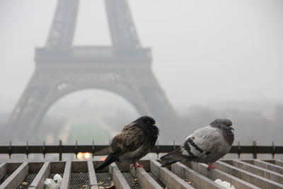 Pigeon perching on railing