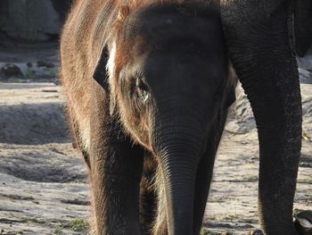 Close-up of young elephant standing outdoors