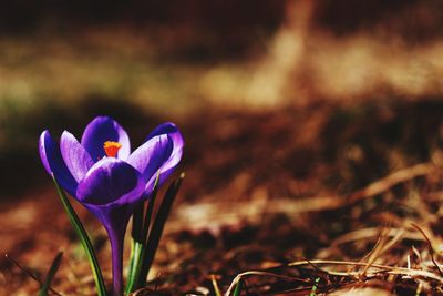 Close-up of purple crocus flower on field