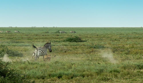 Cheetah hunting zebra