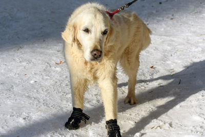 Portrait of cute dog, golden retriever wearing snow boots for dogs.