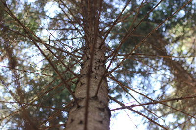 Low angle view of trees in forest