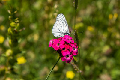 Close-up of butterfly pollinating on purple flower