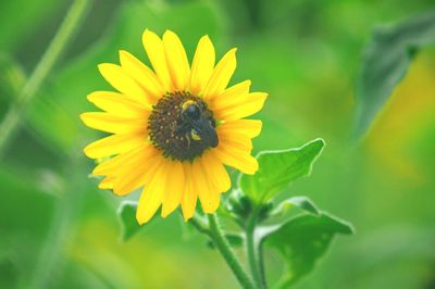 Close-up of insect on yellow flower