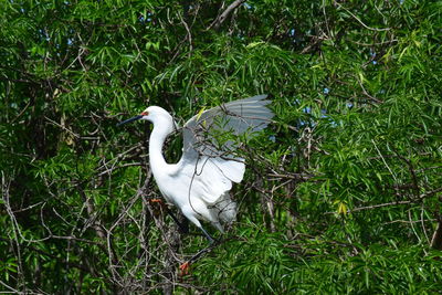 High angle view of bird on field