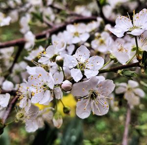 Close-up of cherry blossoms in spring