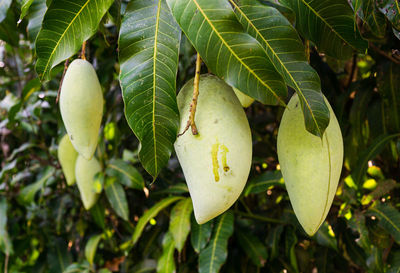 Close-up of fruits growing on tree